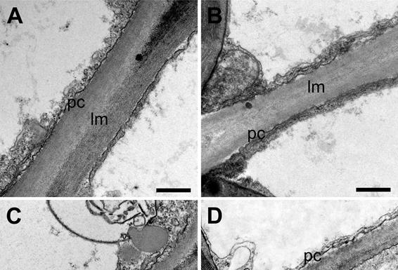 Improvement of biological nitrogen fixation in soybean by calcium and boron