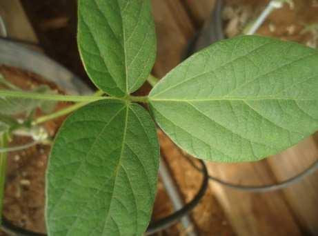 Soybean seed treatment with nickel improves biological nitrogen fixation