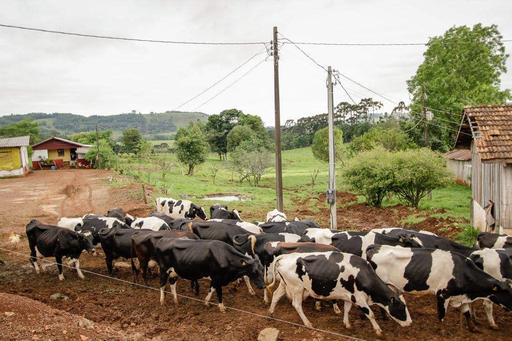 Excelente a ração da Primato, não tem comparação, a produção é muito melhor, os animais ficam mais sadios, sendo possível notar no pelo e nos cascos a diferença COOPERATIVA Sobre a relação com a