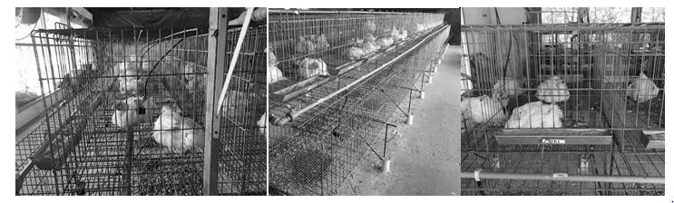Aos 21 dias de experimentação, os frangos foram transferidos para outro galpão experimental do Aviário, com gaiolas de aço galvanizado, de dimensões 50 cm de largura, 50 cm de comprimento e 45 cm de