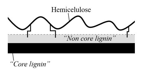 primária (Figura 3; Hatfield, 1989) e o arranjo desses componentes permite que o vínculo entre as microfibrilas de celulose e a lignina sejam como hastes de aço embutidas em concreto (Houtman &