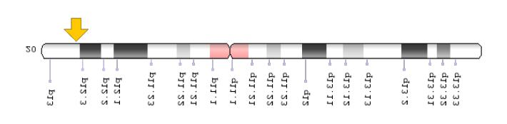 9 O gene PRNP (fig. 1) está localizado no braço curto do cromossomo 20, na posição 13 (Genetics Home Reference, PRNP Gene, 2017; VENNETI, 2010). Fig. 1. Localização do gene PRNP no cromossomo 20.