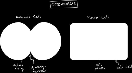 Citocinese, a divisão do citoplasma para formar duas células novas, sobrepõe-se aos estágios finais da mitose.