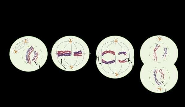 durante a metáfase I, os pares de homólogos - não cromossomos individuais - se alinham na placa metafásica para a separação. As fases da meiose I. Prófase I: a célula inicial é diploide (2n = 4).