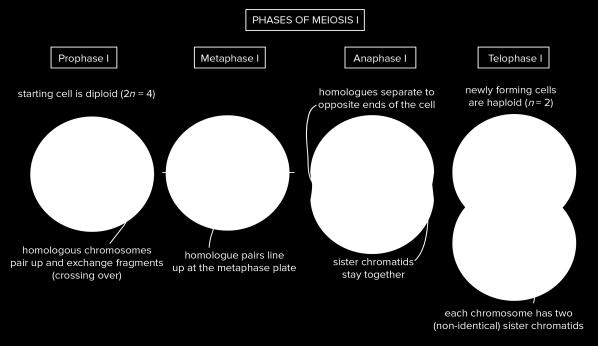 Anáfase I: os homólogos se separam e vão para extremidades opostas da célula. As cromátides-irmãs permanecem juntas. Telófase I: as células recém-formadas são haploides, n=2.