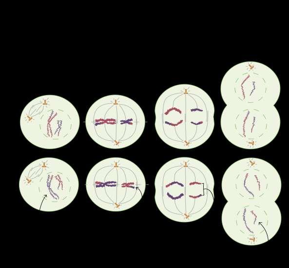 de divisão, a meiose II. A citocinese geralmente ocorre ao mesmo tempo que a telófase I, formando duas células-filhas haploides.
