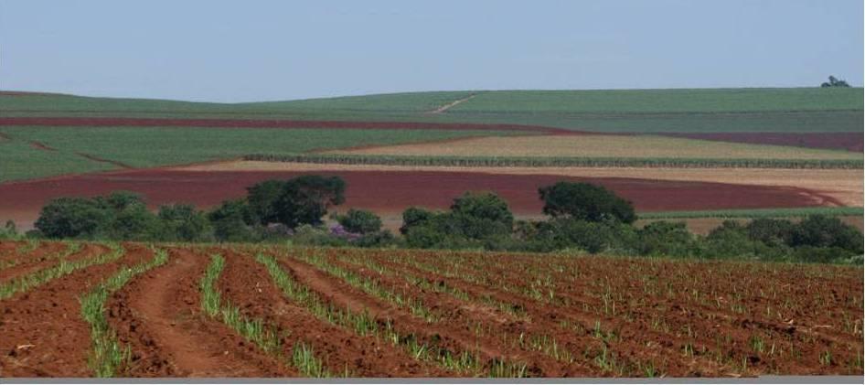 AGRICULTURA O AMBIENTE É MANEJADO PARA PRETENSAMENTE PROPICIAR À PLANTA O MÍNIMO DE ESTRESSE A VARIEDADE É MELHORADA PARA QUE PROPICIE A MÁXIMA