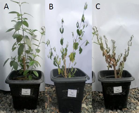 Não houve diferenças significativas quanto à altura média das plantas e número de folhas de L. grata.