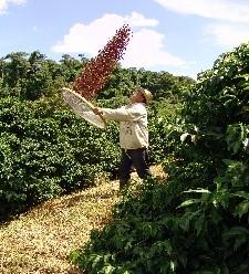Grãos Maduros (cereja) Abano (limpeza) Aproximadamente trinta dias antes da colheita acontece a florada, que prepara a planta para o momento da colheita.