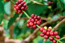 Introdução O café é uma bebida conhecida há pelo menos 2.000 anos. Bebida escura, de sabor e aroma inconfundíveis, é feita a partir do fruto do cafeeiro.