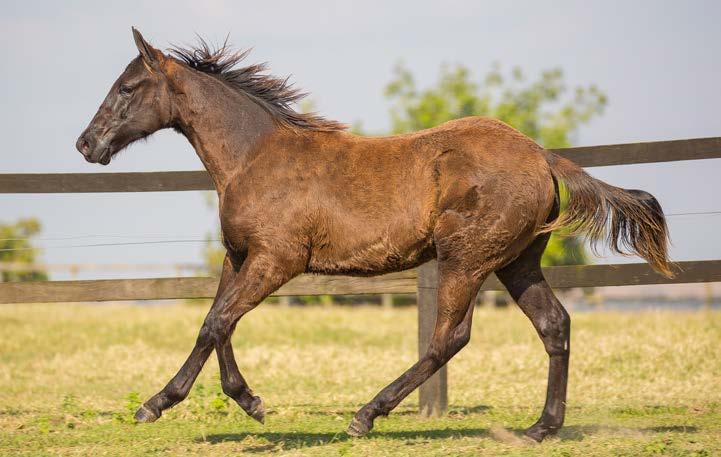 12 GRANITE TAC WA Em Andamanto - M - ZAINO - 13/11/2017 - PURO Vendedor: STUD CHA CHA CHA GRANITE LAKE GENOMA DARING CLEVER MISS TOLLTAC DARING BOA DE BRIGA DASH FOR CASH FIRST PRIZE ROSE KASKASKIA