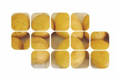 Batata resistente ao PVY Batata Desafio: A batata é uma das duas hortaliças de maior importância