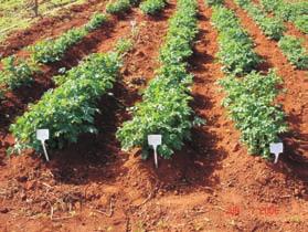 Nesses casos, os estudos de fluxo de genes não foram necessários pela ausência de floração na