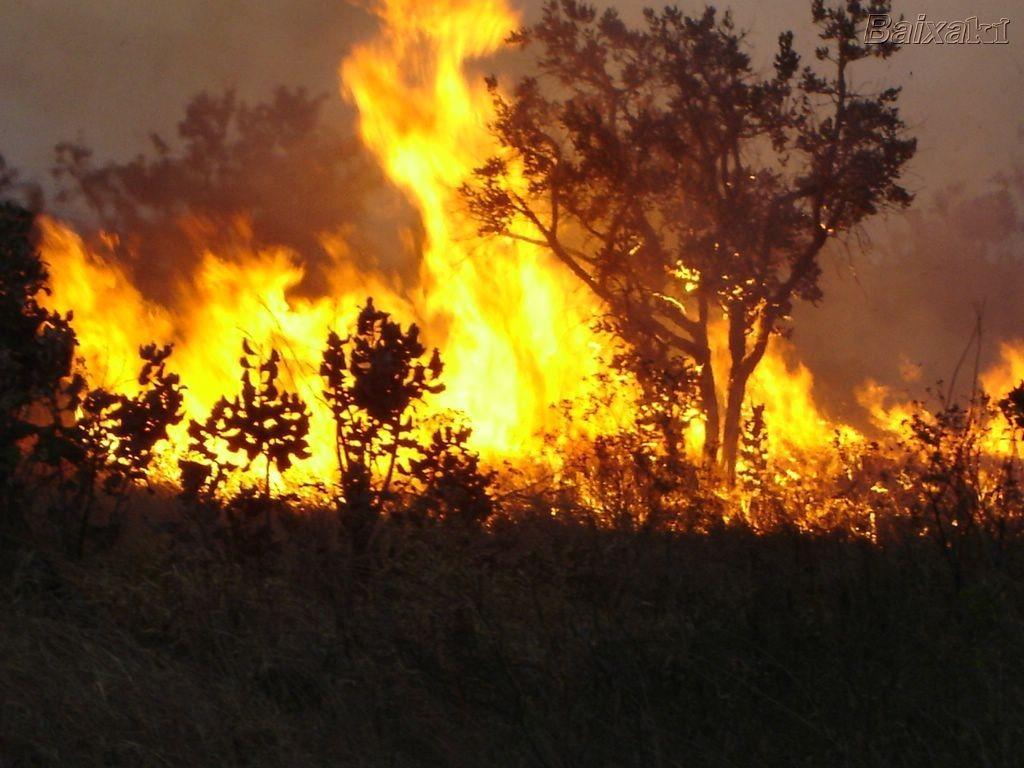 Queimadas Poluição atmosférica fumaça e CO 2 ; Redução da