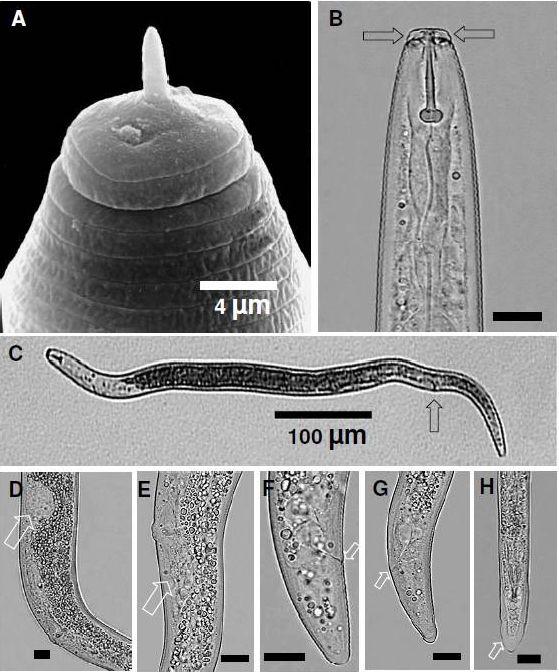 Figura 3. Principais caracteres morfológicos para identificação de Pratylenchus jaehni A) Eletromicrografia de varredura da região labial da fêmea, com dois anéis, e placa labial indivisa (seta).