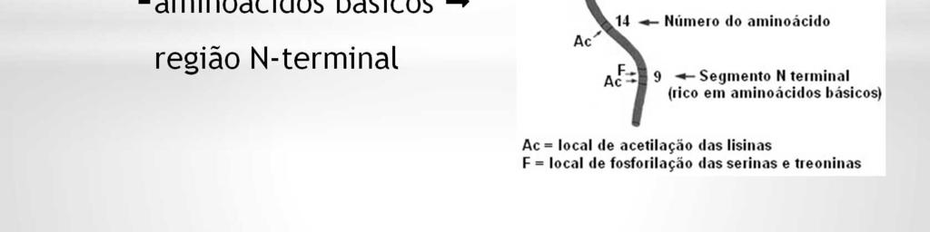 A porção enovelada da molécula das histonas contém alta percentagem de aminoácidos hidrofóbicos, e sua associação com o DNA deve-se à interações hidrofóbicas.