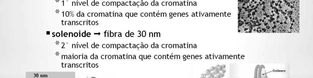 A organização dessa fibra depende da interação entre as histonas H1 de nucleossomos vizinhos.