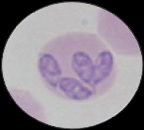 Erhlichia/Anaplasma 81% das amostras