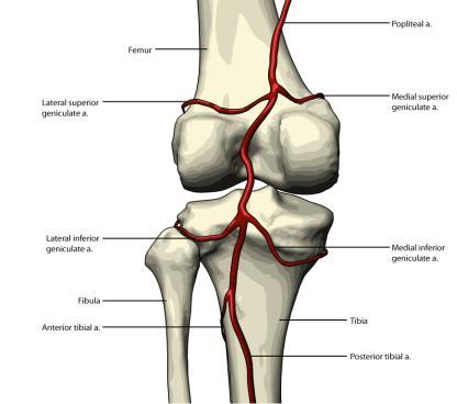 obliquamente pela margem medial do músculo poplíteo, onde se divide em artéria tibial anterior e posterior 75,76,77.