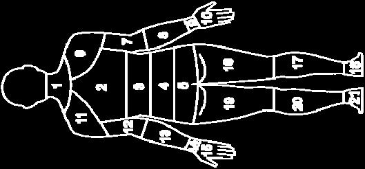 superior 2 3 Costa média Costa média 3 4 Costa inferior Costa inferior 4 5 Bacia Bacia 5 11 Ombros Ombros 6 12 Braços Braços 7 13