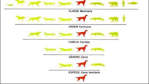 acordo com certos critérios Os critérios de classificação podem ser desde semelhanças anatômicas até o DNA