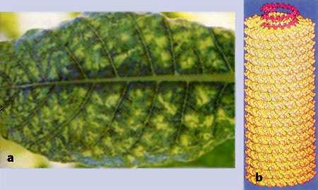 jpg VÍRUS DE PLANTAS Maioria vírus com RNA Causam danos a vegetais Transmitidos por vetores (insetos, vento, fungo, verme, pólen,