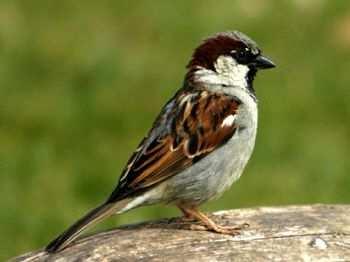 hominf.org/sparrow/sparrow0.
