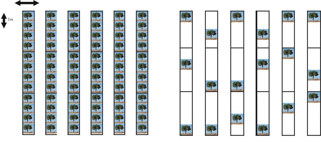 12 População original adensada População selecionada (segundo ano) 8 m Figura 1. Exemplo do esquema de (SPI) com plantio inicial adensado em quatro vezes, em relação ao Sistema Tradicional.