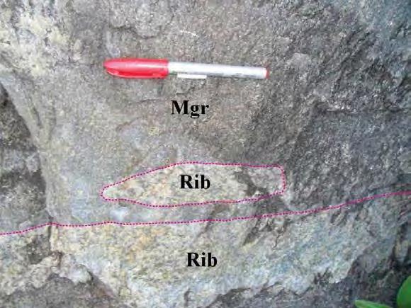 Figura 56 Xenólito do ortognaisse granodiorítico Ribeirão dos Mosquitos (Rib) em um dique de