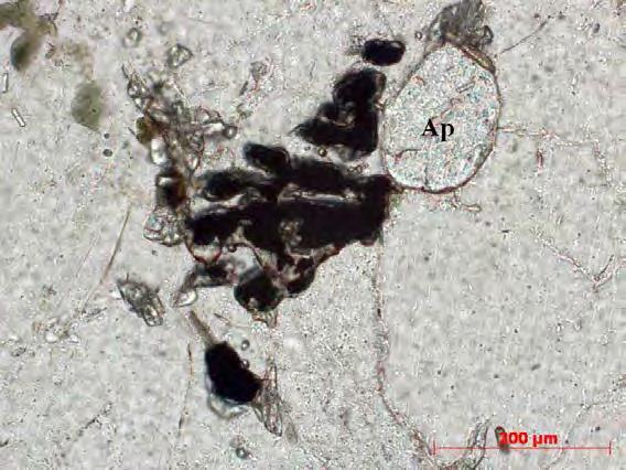 Figura 70 Grãos de biotita metamórfica (biotita 2 ) em paragênese com titanita xenoblástica e com epidoto crescendo nas suas bordas. Bt biotita; Ti titanita. Lâmina RF-43A Nicóis paralelos.