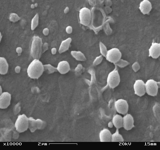 A B Figura 2. Micrografia eletrônica de varredura de cristais das estirpes de Bacillus thuringiensis S550 (A) e S725 (B).