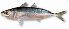 Resultados (Maxixe) Composicao especifica-maxixe Amblygaster sirm, 4.62% Sardinella albella, 3.