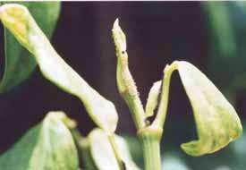 Tanto no viveiro como no campo, o vírus é transmitido por pulgões, sendo o Aphis spiricolae o principal vetor e, por estacas contaminadas (Fig. 10).