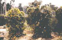 Cultivo da Pimenteira-do-reino na Região Norte 93 Fig. 2. Pimenteiras afetadas pelo secamento dos ramos (Fusarium solani f. sp. piperis).