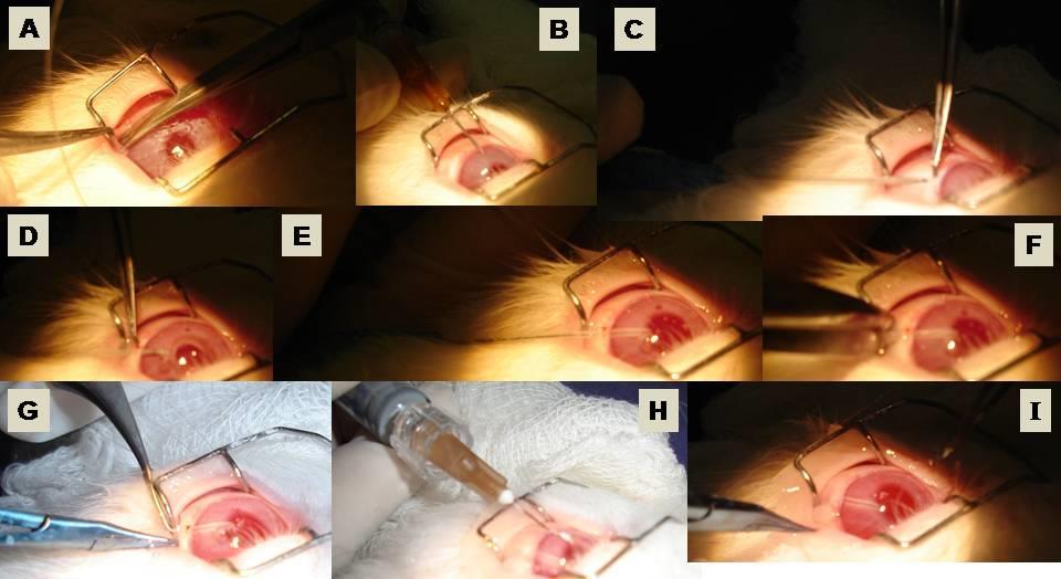 Material e Métodos 69 Figura 11: Fotos representativas do procedimento cirúrgico (Vide texto para detalhes do procedimento).