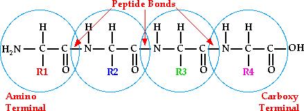 Através das ligações peptídicas pode ocorrer a formação de dipeptídeo, tri, tetra, penta.