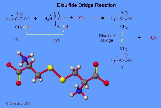Ligações dissulfeto dois resíduos de cisteína