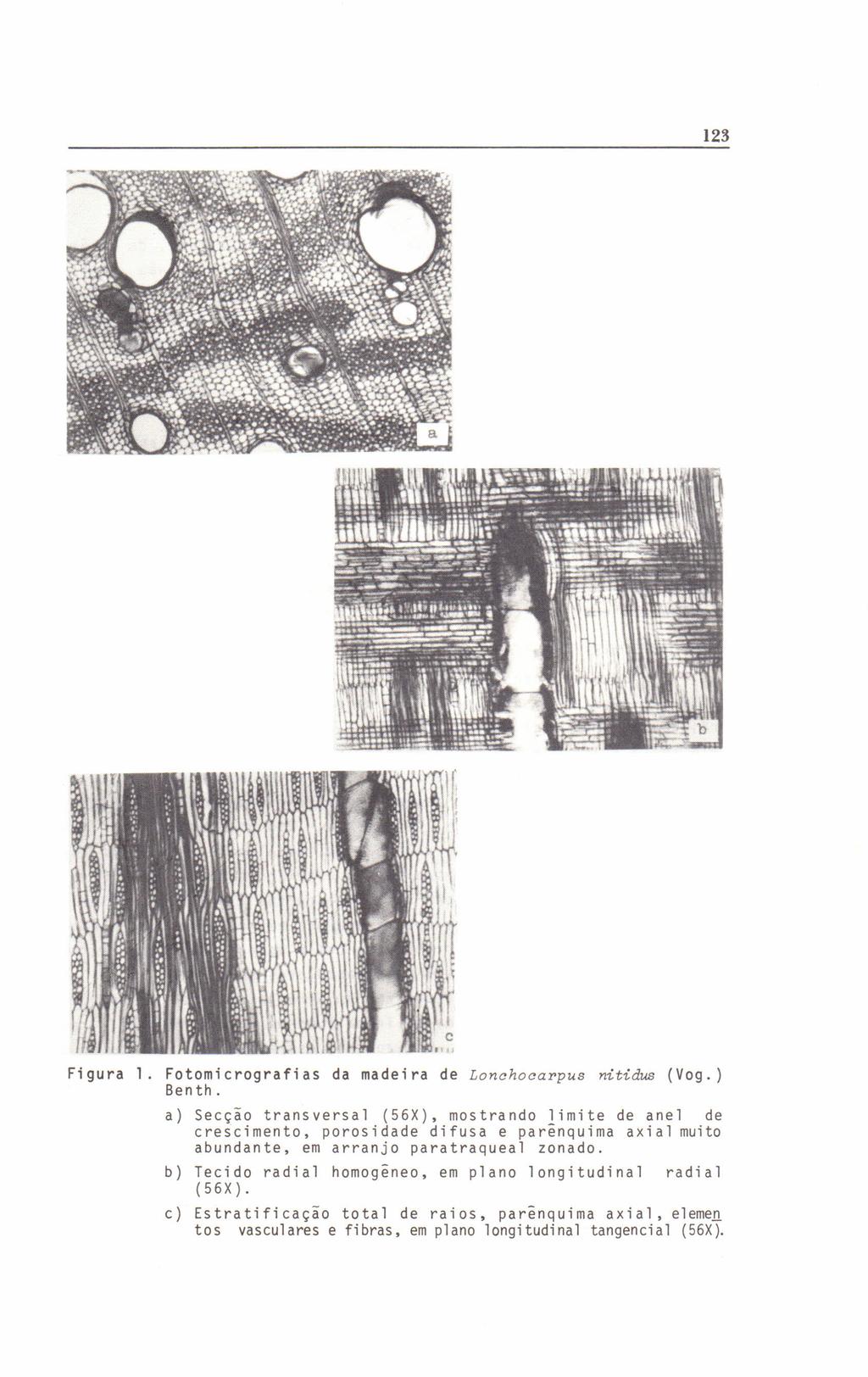 123 Figura 10 Fotomicrografias da madeira de Lo nch oca rp us nitidus (Vogo) Ben th o o a) Secção transversal (56X), mostrando limite de anel de crescimento, abundante, porosidade em arranjo difusa e