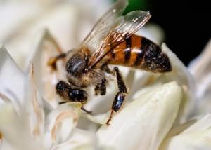 30/09/2016 Mortalidade de abelhas no Brasil preocupa os pesquisadores e reduz as colônias O mundo inteiro tem registrado o desaparecimento crescente de colônias de abelhas, especialmente da