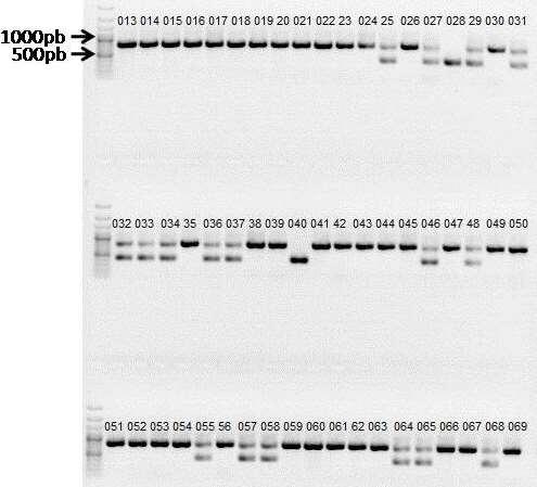 Figura 1. Padrão alélico para o gene da anthocyanidin synthase ANS em plantas da cultivar Brisa IPA 12.