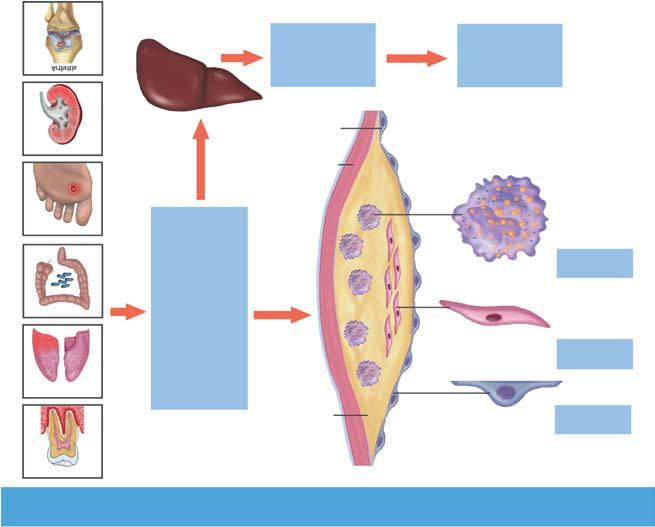 JACC Vol. 72, No. 17, 2018 23 de outubro de 2018: 2071-81 Libby et al.