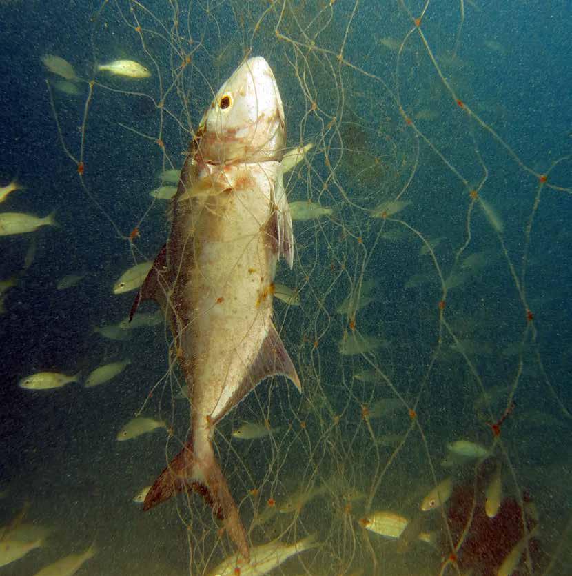 Parte 2: Soluções para a pesca fantasma no Brasil Foto: Peixe morto em petrecho