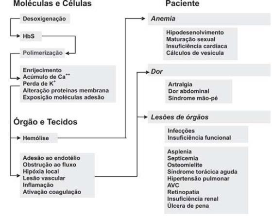 molécula que levarão à mudança na conformação e também em outros aspectos como estabilidade e solubilidade, além da sua grande tendência a formar polímeros que deixarão a célula enrijecida e