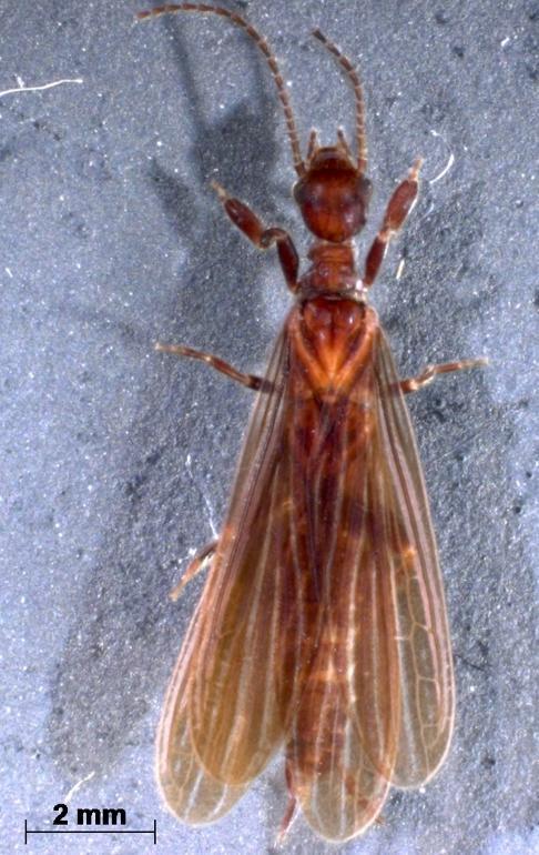 mantidos em álcool 70% no Laboratório de Ecologia de Insetos (LABEI), no Instituto de Biologia da Universidade Federal de Pelotas (UFPel).