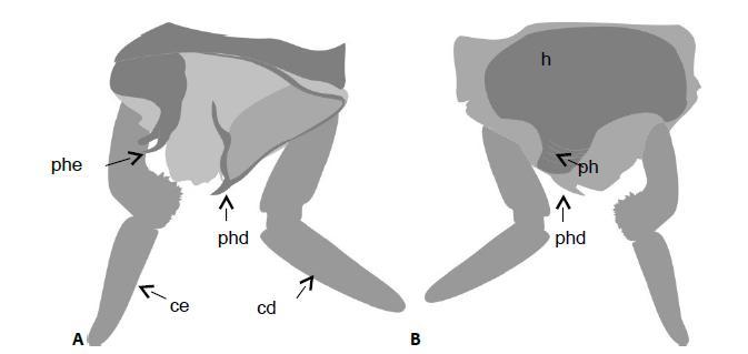 Pararhagadochir confusa. Figura 5. Vista dorsal do décimo tergito abdominal e cercos do macho de Pararhagadochir confusa.