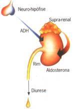 4. Hormônio do córtex Adrenais Aldosterona (mineralocorticoides): diminui a
