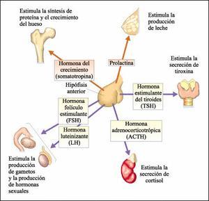 Sistema Endócrino Existem no nosso organismo várias glândulas endócrinas (produzir e secretar hormônios para dentro do sangue).