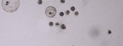 de blastocistos eclodidos (hatching), com base no número de