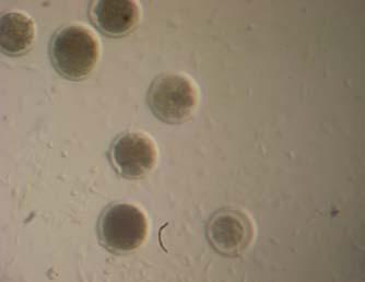 AT D3 de cultivo embrionário: (A)