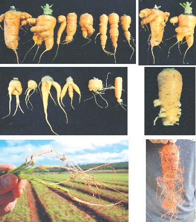 Manejo do nematoide-das-galhas (Meloidogyne spp.) em cultivos de cenoura na região de Irecê - BA 3 com uma fase posterior.